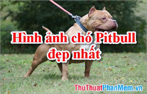 Hình ảnh chó Pitbull - Tổng hợp hình ảnh chó Pitbull đẹp nhất