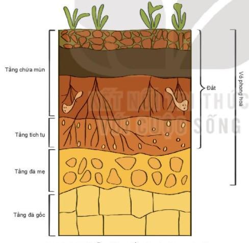 Lý thuyết Địa lí 10 Bài 14: Đất trên Trái Đất - Kết nối tri thức (ảnh 1)