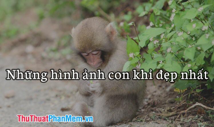 Những hình ảnh con khỉ đẹp nhất