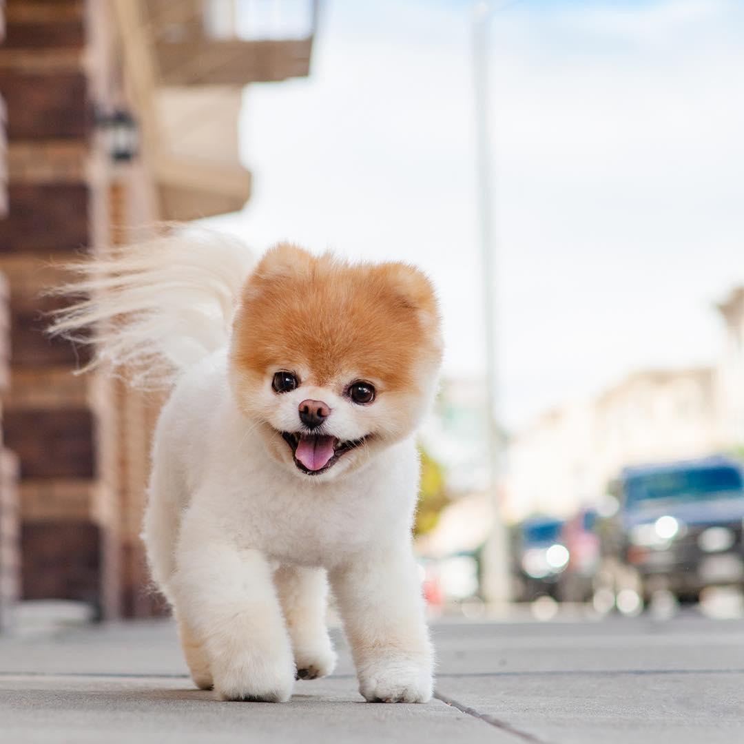 Hình ảnh chó cute chibi tuyệt đẹp | Cute cartoon wallpapers, Cute  wallpapers, Cool wallpapers cartoon