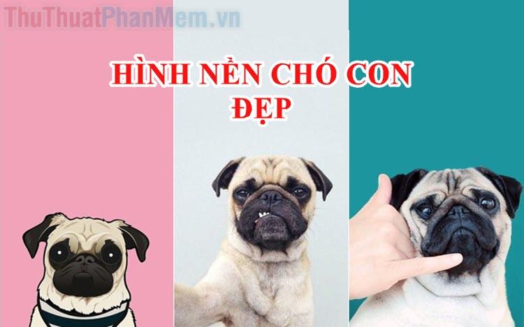 Hình nền chó con