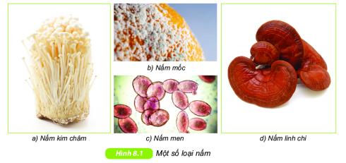 Nấm KHTN 6 Kết nối tri thức với cuộc sống</>