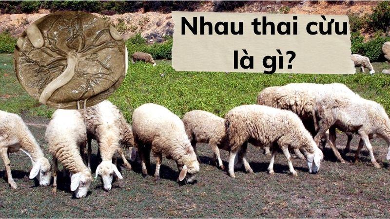 Nhau thai cừu là gì?