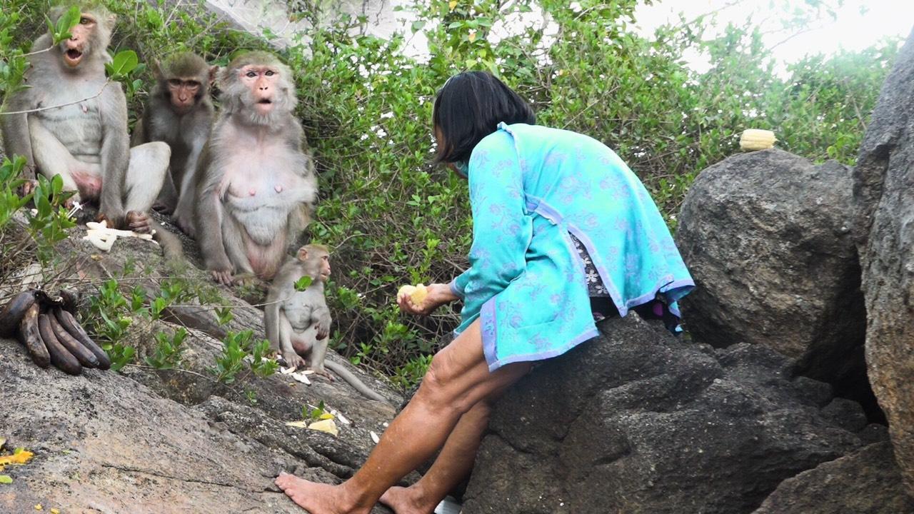 Mẹ Út của đàn khỉ hoang