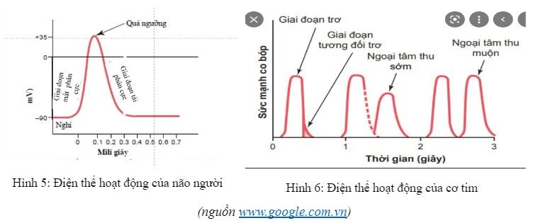 bai-29-dien-the-hoat-dong-va-su-lan-truyen-xung-than-kinh-1