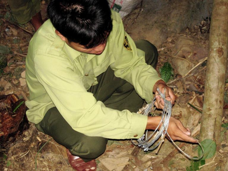 A forest ranger removes a snare in central Vietnam. Hunters are increasingly using easy-to-construct snares to hunt mammals and ground-dwelling birds in the Annamite Mountains in Vietnam and Laos. Image by Andrew Tilker.