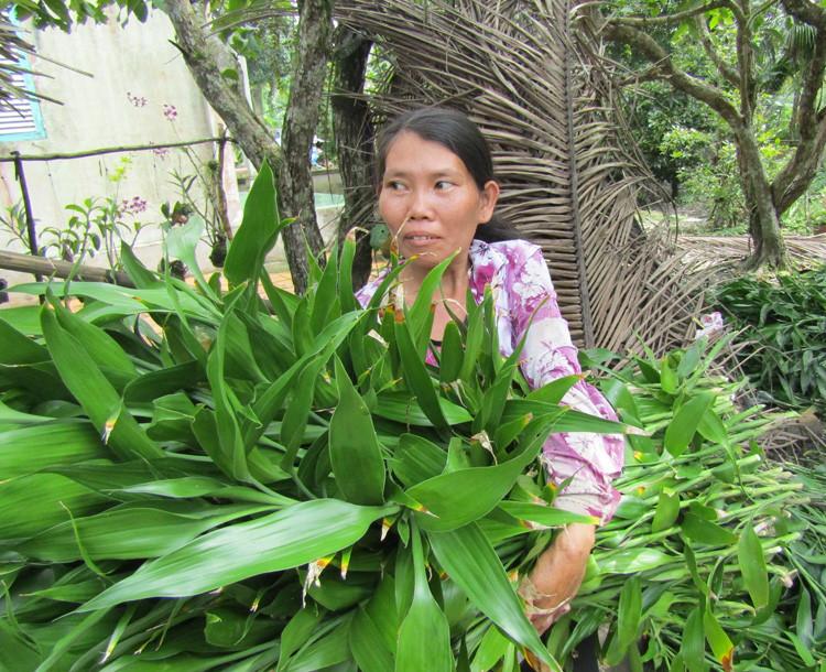 Cây trường sanh hút hàng ngày Tết