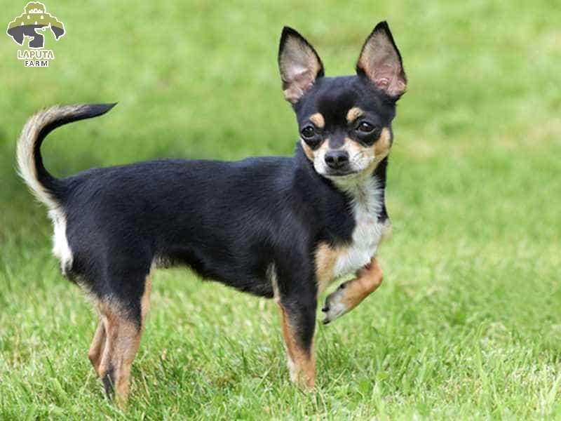 Chó Chihuahua