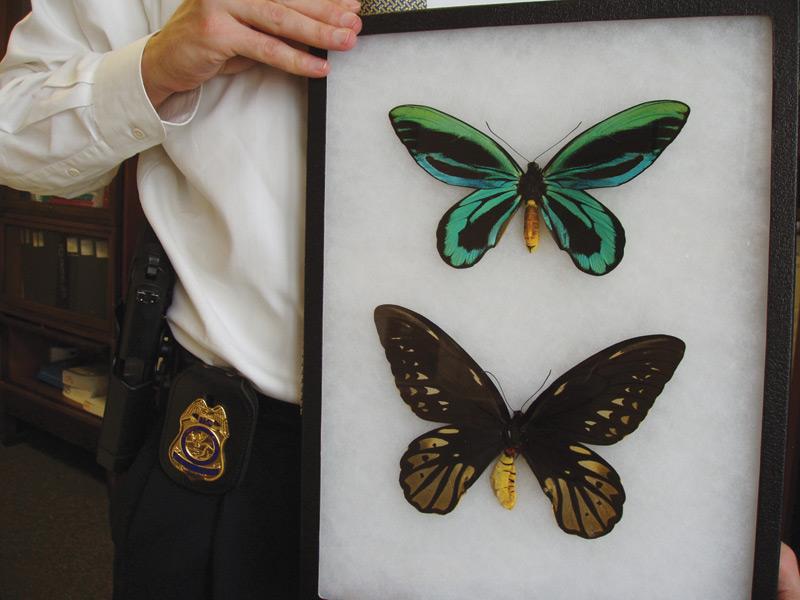 Bướm nữ hoàng Alexandra - Loài bướm lớn nhất thế giới