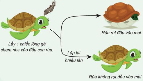 Lý thuyết Tập tính của động vật (tiếp theo)| Sinh học lớp 11 (ảnh 1)