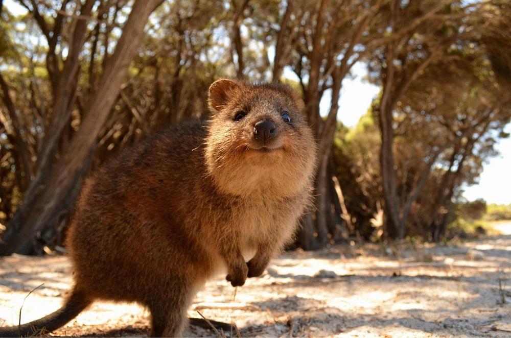 quokka