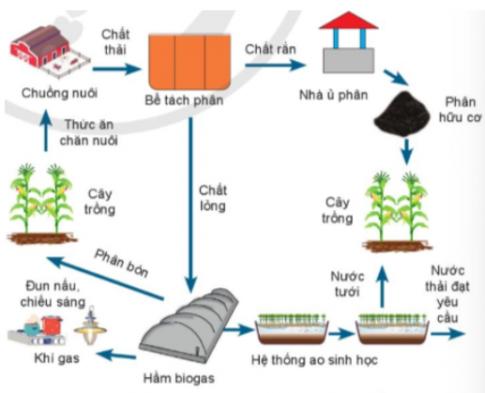 Trắc nghiệm Công nghệ chăn nuôi 11 cánh diều bài 2 Xu hướng phát triển của chăn nuôi