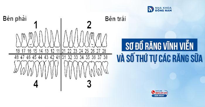 Sơ đồ răng vĩnh viễn và số thứ tự các răng sữa