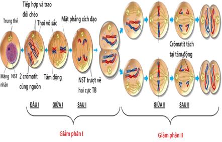 Lý thuyết Sinh học 9 Bài 10: giảm phân (ảnh 1)