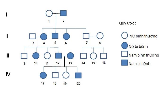 Sơ đồ phả hệ mô tả sự di truyền