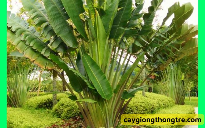 Chuối rẻ quạt ý nghĩa phong thủy và cách chăm sóc