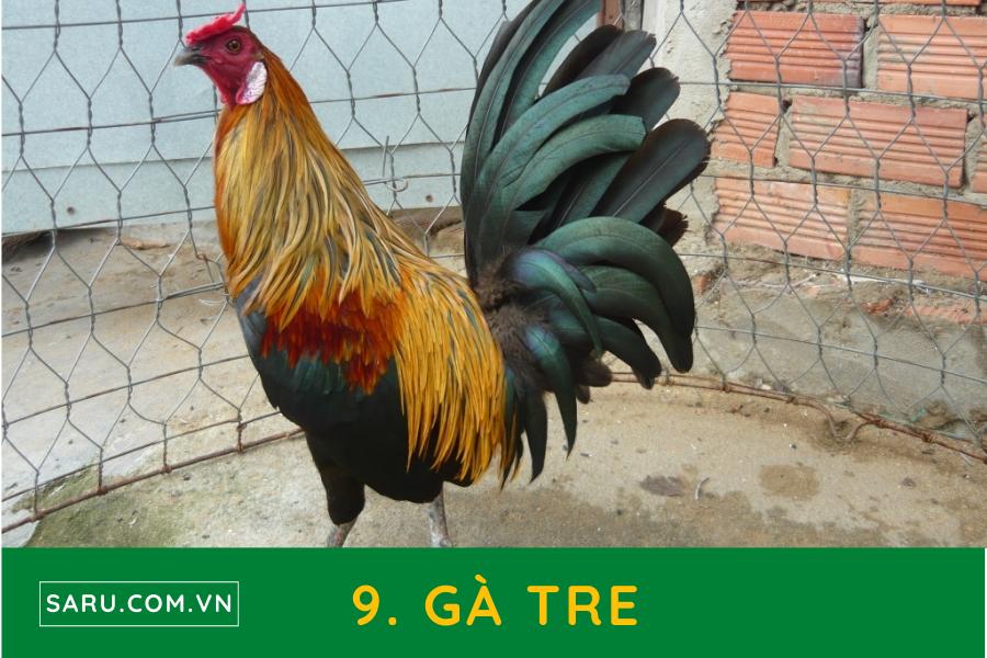 TOP 10 Những giống gà quý hiếm ở Việt Nam có giá trị kinh tế cao