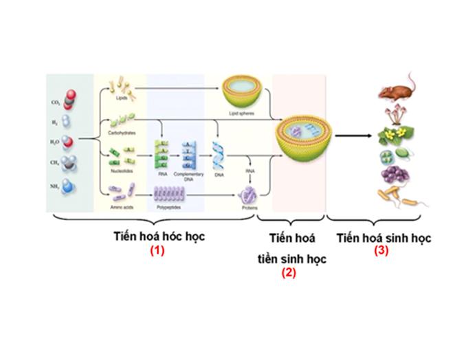 tim-hieu-ve-nguon-goc-su-song-tren-trai-dat-voh-0