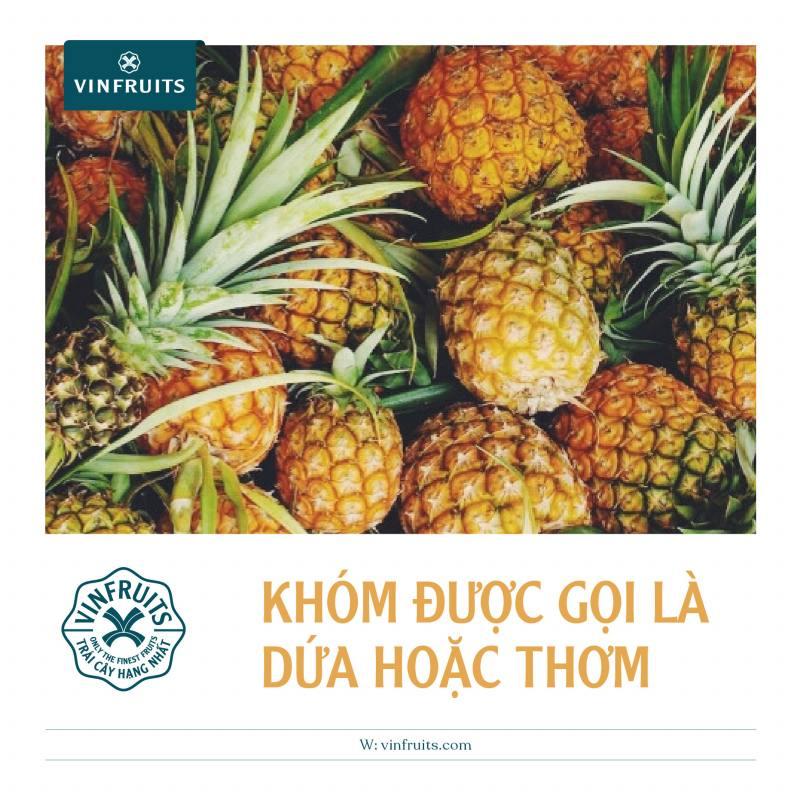 Trái khóm còn có tên gọi là Dứa hoặc Thơm